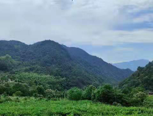 湖北星空娱乐集团英山有机茶厂
